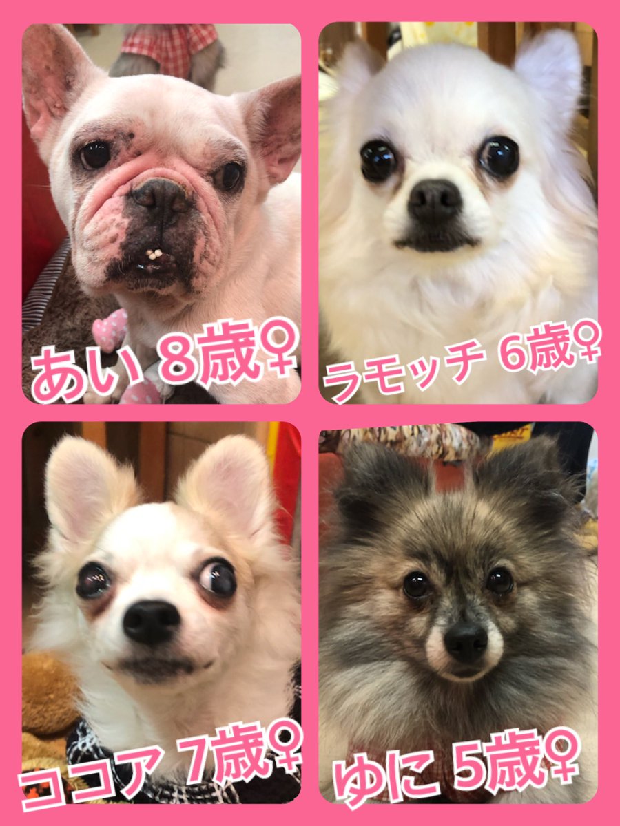 🐾今日の里親様募集中ワンコ🐶メンバーです🐾2020,5,8